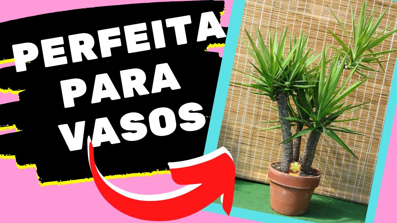 Como cuidar de yucca
