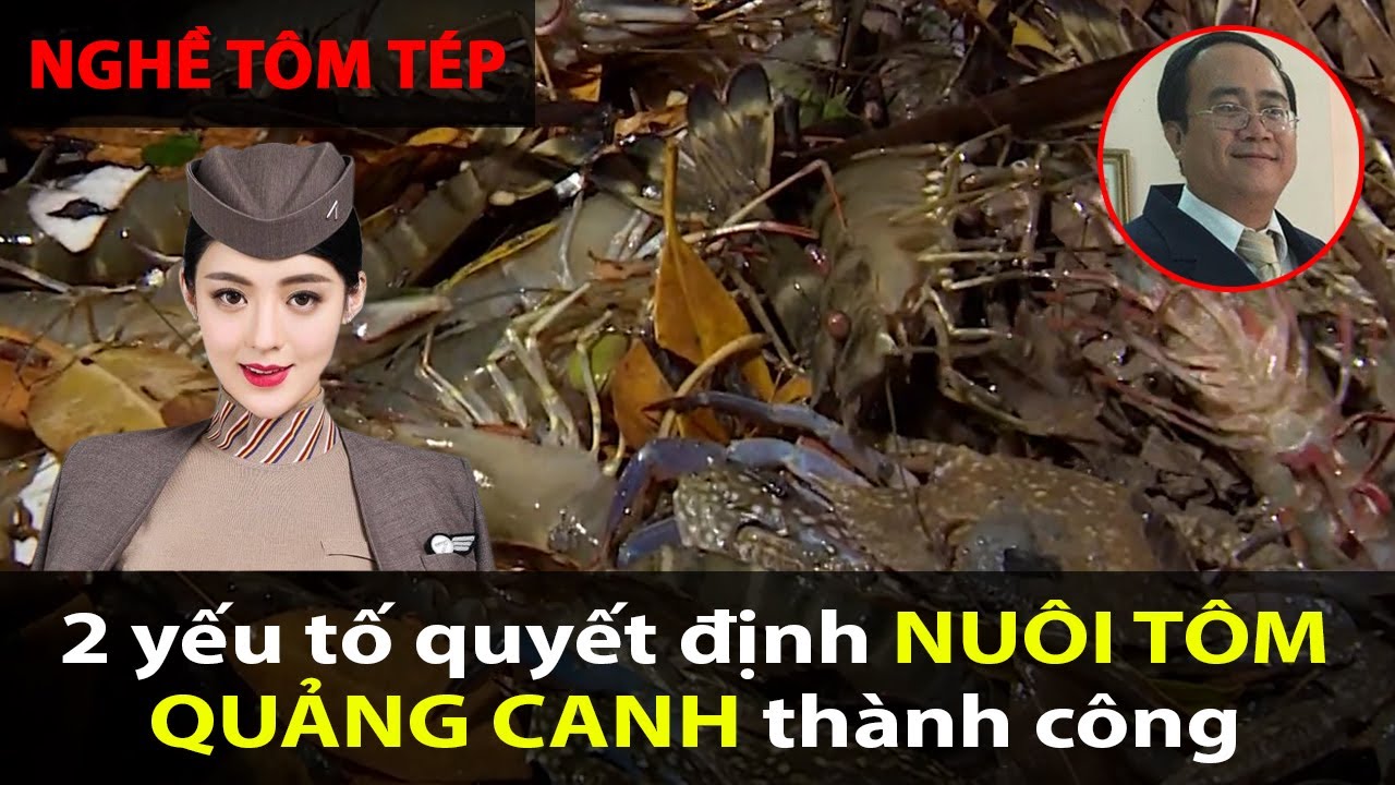 Yếu tố quyết định NUÔI TÔM QUẢNG CANH hiệu quả, về size lớn