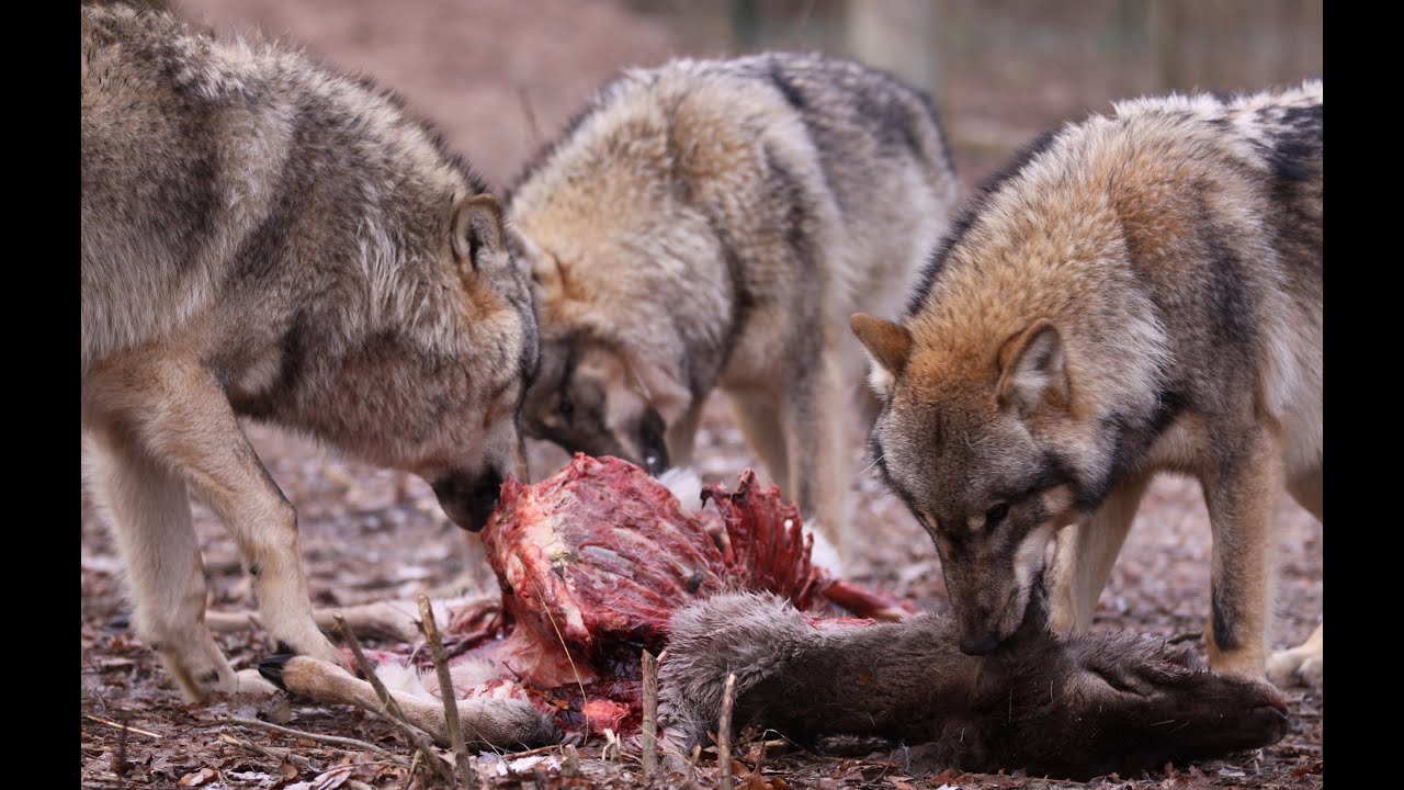 Wölfe reißen Schafe - Opportunisten - Beute - Wolfcenter powered by schuhplus - Schuhe in Übergrößen