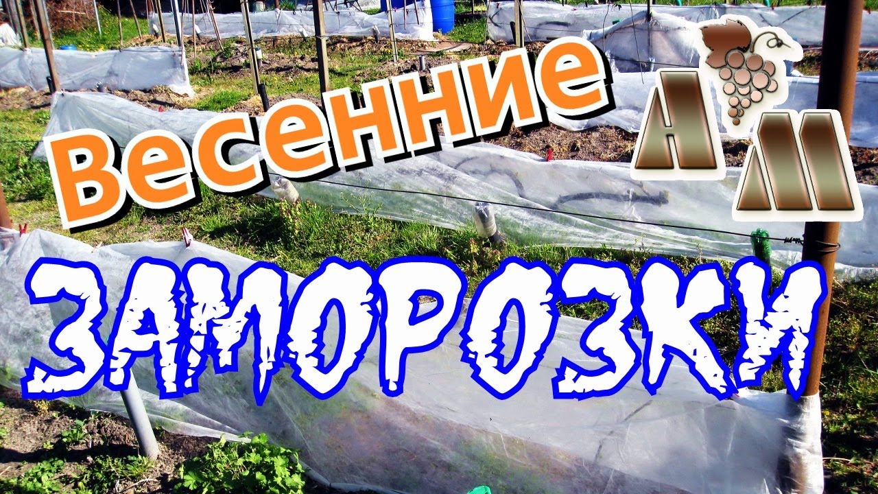 🍇 Как помочь винограду при весенних заморозках?