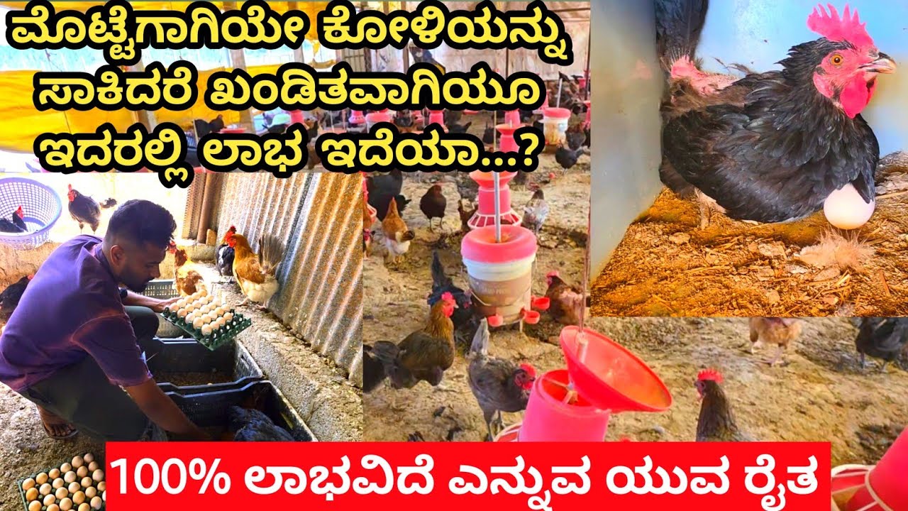 ವಾರ ವಾರ 3000 ಕೋಳಿ ಮೊಟ್ಟೆಗಳನ್ನು ನಾನೇ ನೇರವಾಗಿ ಮಾರಾಟ ಮಾಡುತ್ತಿದ್ದೇನೆ