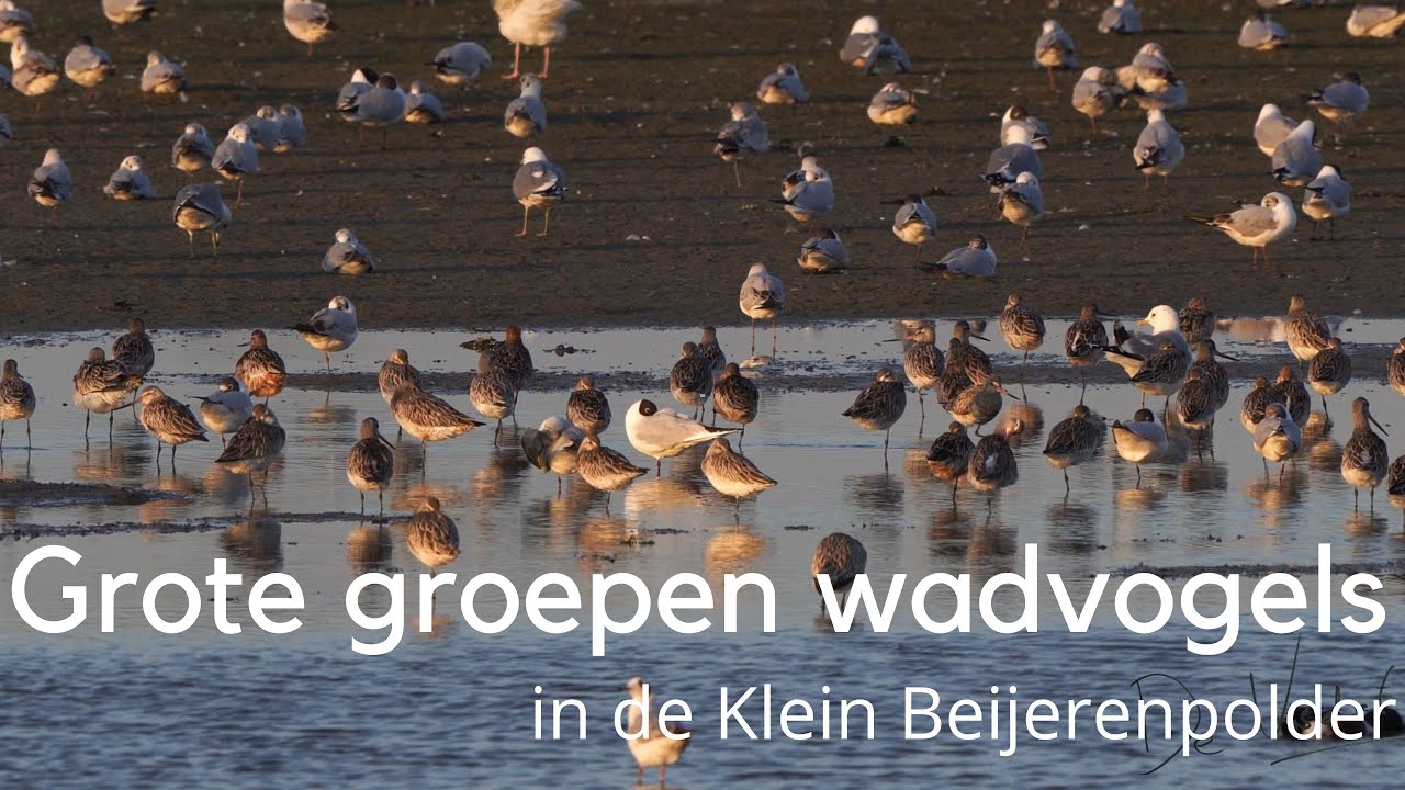 Grote groepen wadvogels in de Klein Beijerenpolder #1504