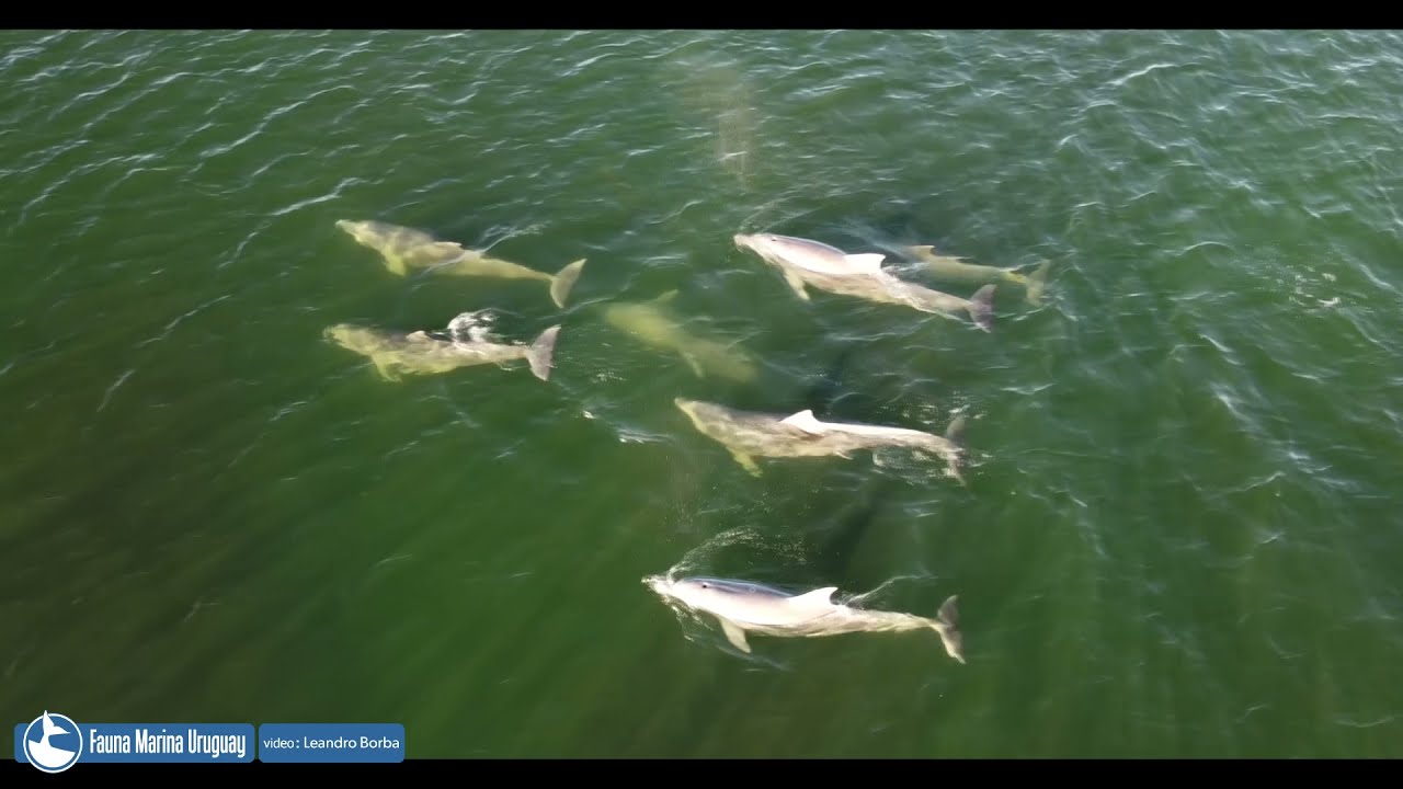 Delfines ( TONINAS ) 14 junio La Paloma Rocha.