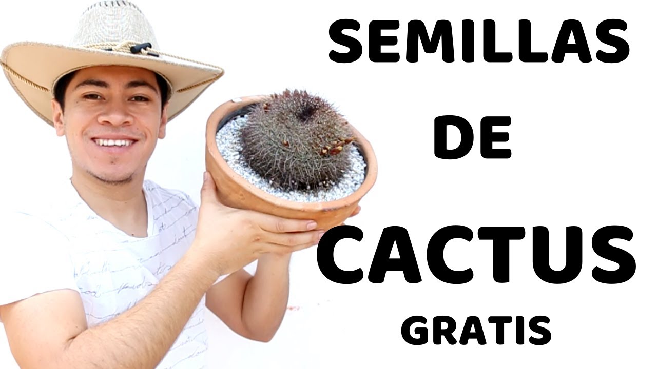 COMO OBTENER SEMILLAS DE CACTUS SUPER FACIL