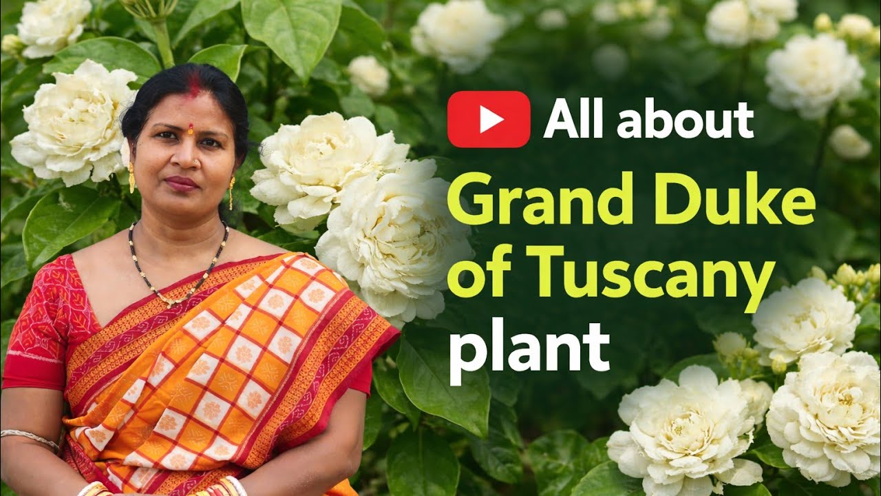 अरेबियन जैस्मीन प्लांटमें दीजिए यह जादुईखा🌸🌿पुरी जानकारी Grand Duke of Tusksny plant🌸☘️care in March