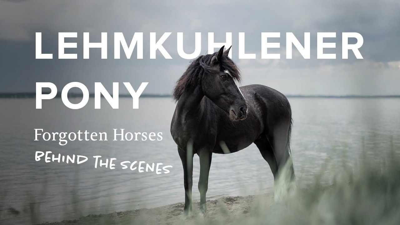 Lehmkuhlener Pony in Germany | Explore Forgotten Horses