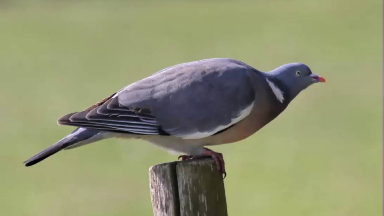 Paloma Torcaz o solo Torcaz Cantando Sonido para Llamar El Mejor