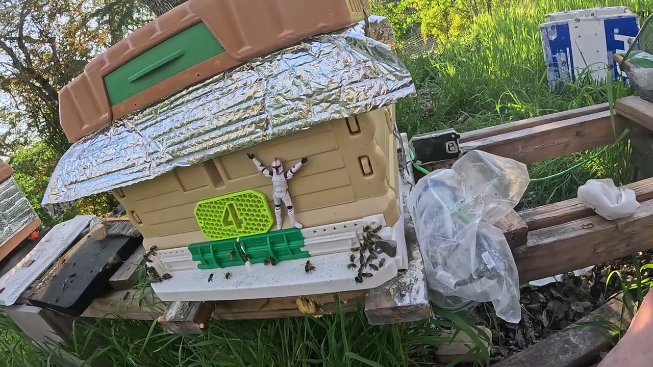 В улей Cutout Hive-1 заправляют галлоном за 5 долларов #пчеловодство #мед #пчеловод #улей #варроа...
