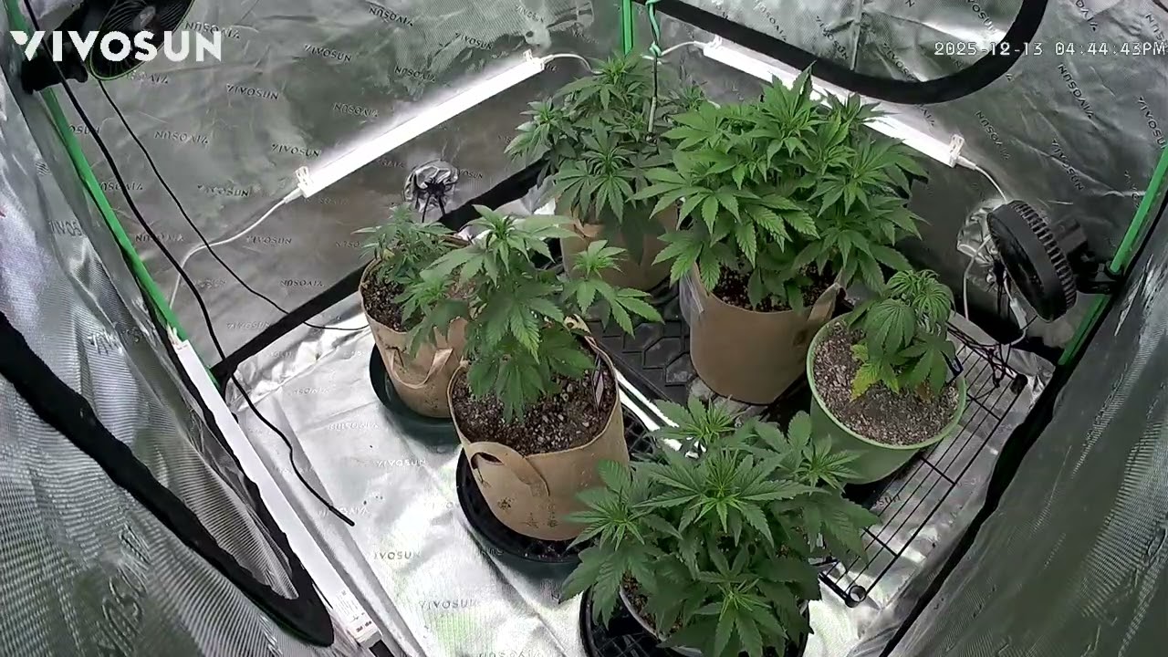 FAST BUDS Genetics time lapse. 