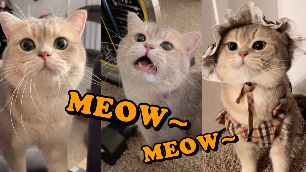 The Cutest Meowing Cat You’ll Ever See!