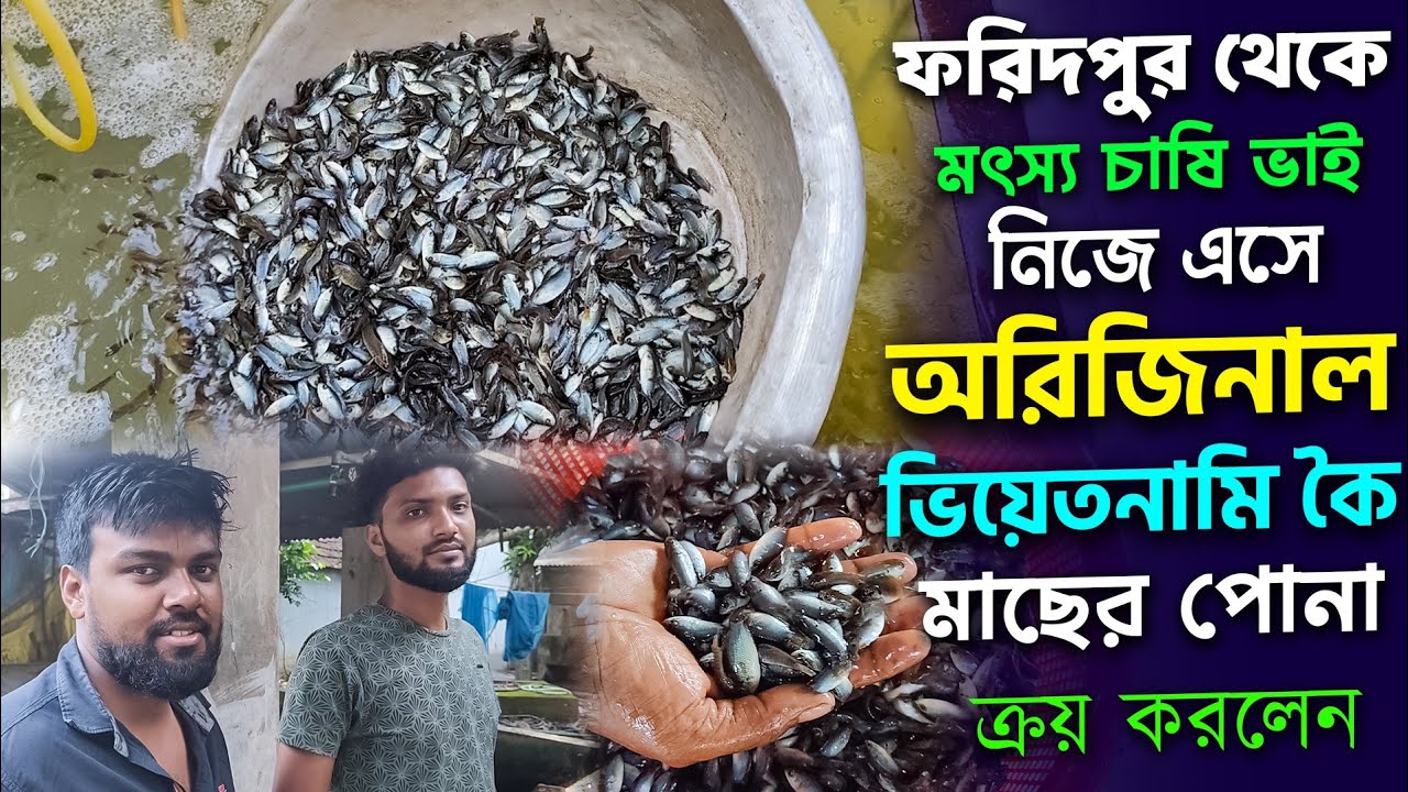 ২০২৫ সস্তায় অরজিনাল ভিয়েতনামি কই মাছের পোনা পাওয়া যাচ্ছে নাজমুল মৎস্য খামারে।