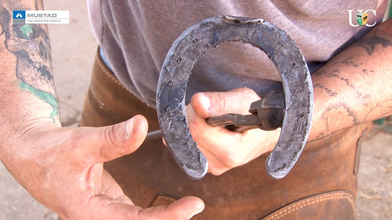 TV UC - A cauterização do casco orienta a modelagem da ferradura