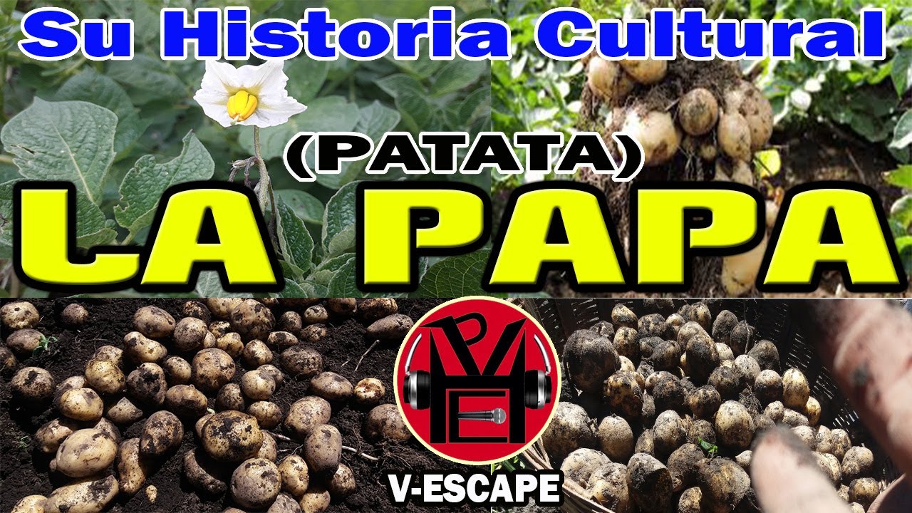 HISTORIA CULTURAL DE LA PAPA (patata) (土豆) // Victor Escape