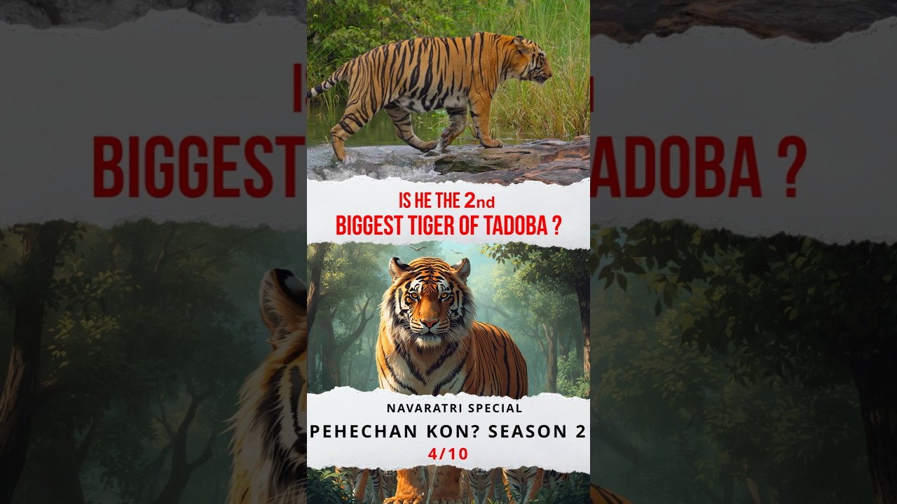 2nd Biggest Tiger of Tadoba?