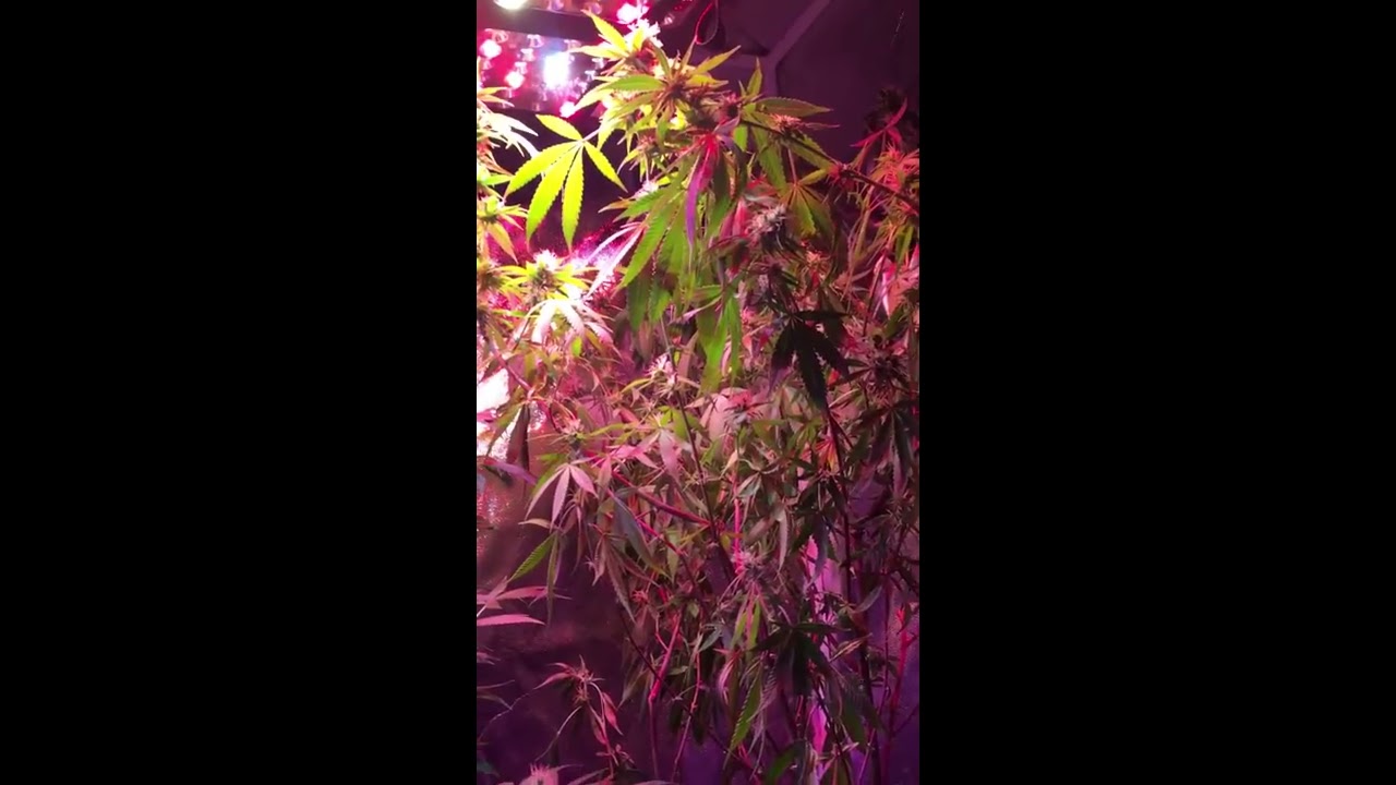Week 4 flower Og&rsquo;s,ww and private reserve strains