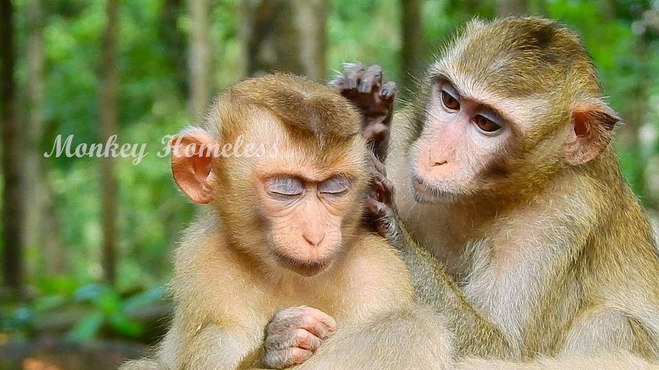 GREAT! I NEVER SAW EMELINE MONKEY GROOMING TO SHEBA MONKEY LIKE THIS BEFORE