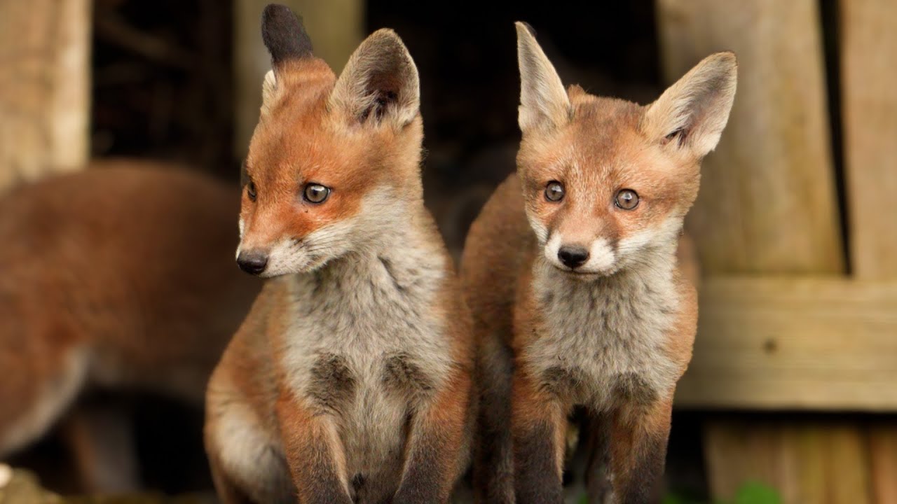 Red Fox Family&rsquo;s Adorable Play Time | Discover Wildlife | Robert E Fuller