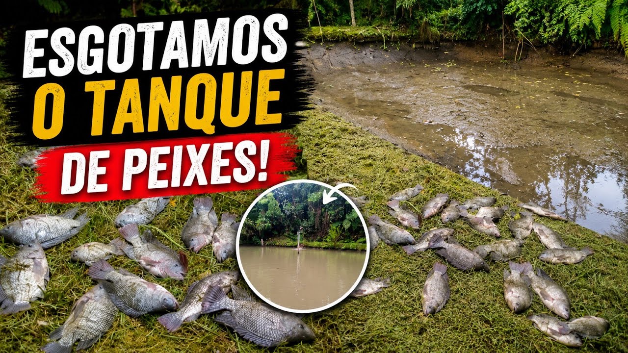 ESGOTANDO O TANQUE DE PEIXES