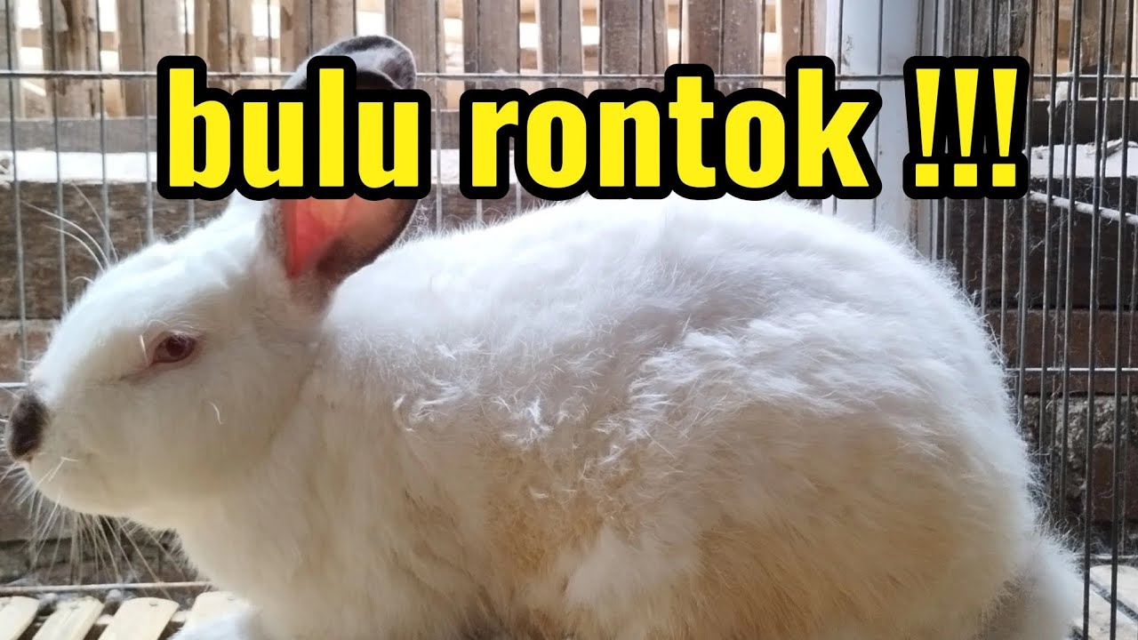 PENANGANAN KELINCI MOLTING