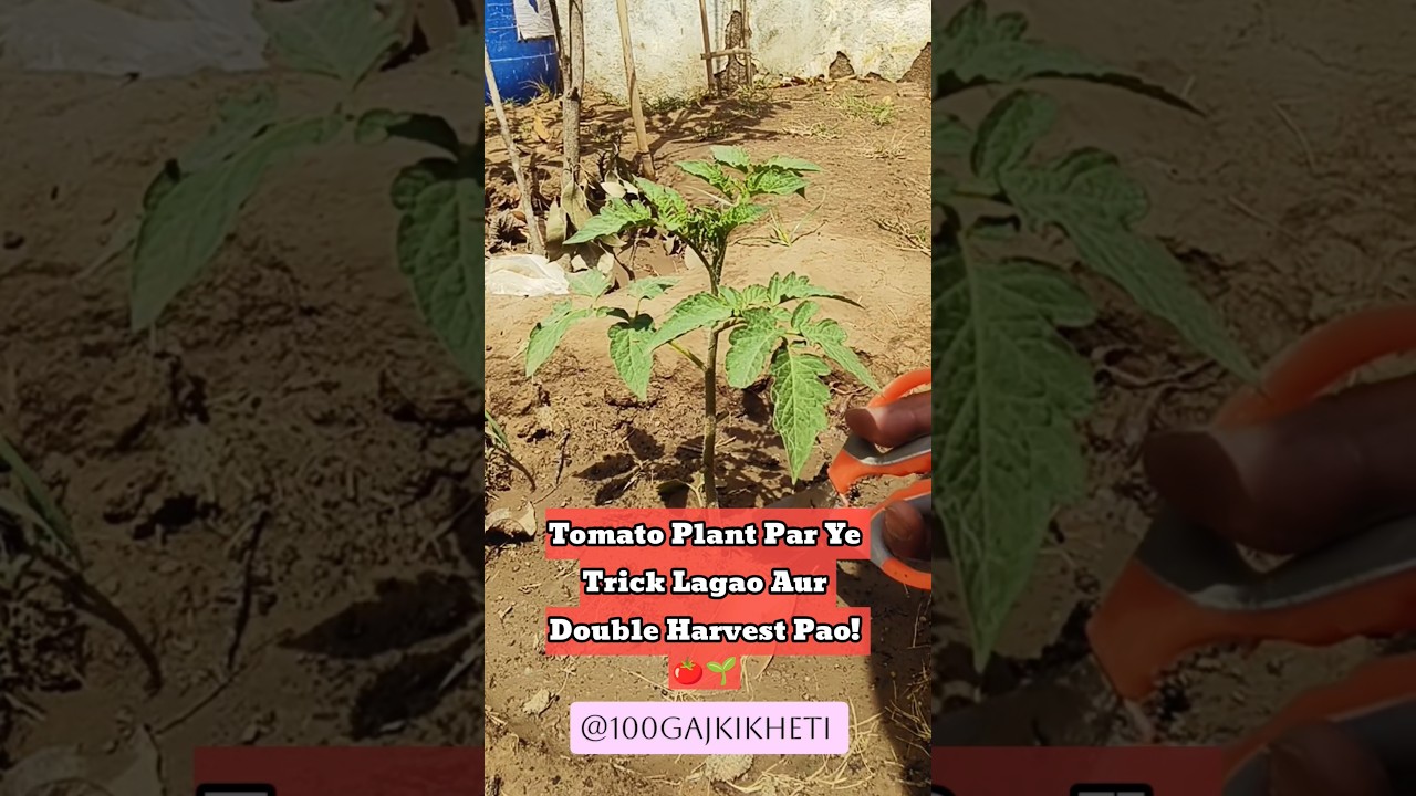 Tomato Plant Par Ye Trick Lagao Aur Double Harvest Pao! 🍅🌱 #farming #gardeningtips #tomatoes