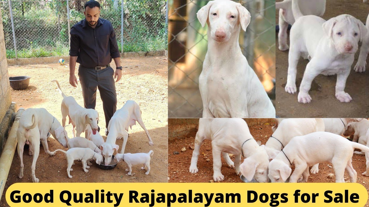 നല്ലയിനം രാജപാളയം നായക്കുട്ടികൾ വാങ്ങാം|Rajapalayam Dogs for Sale