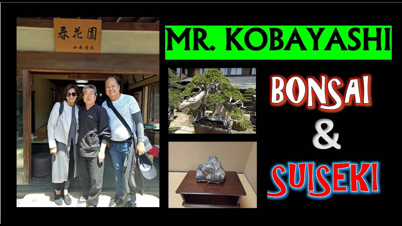 MR. KOBAYASHI BONSAI & SUISEKI