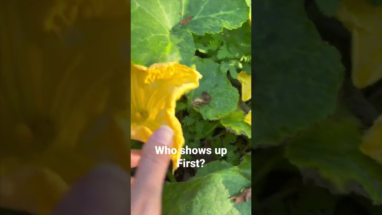 Male vs. Female Pumpkin Flower
