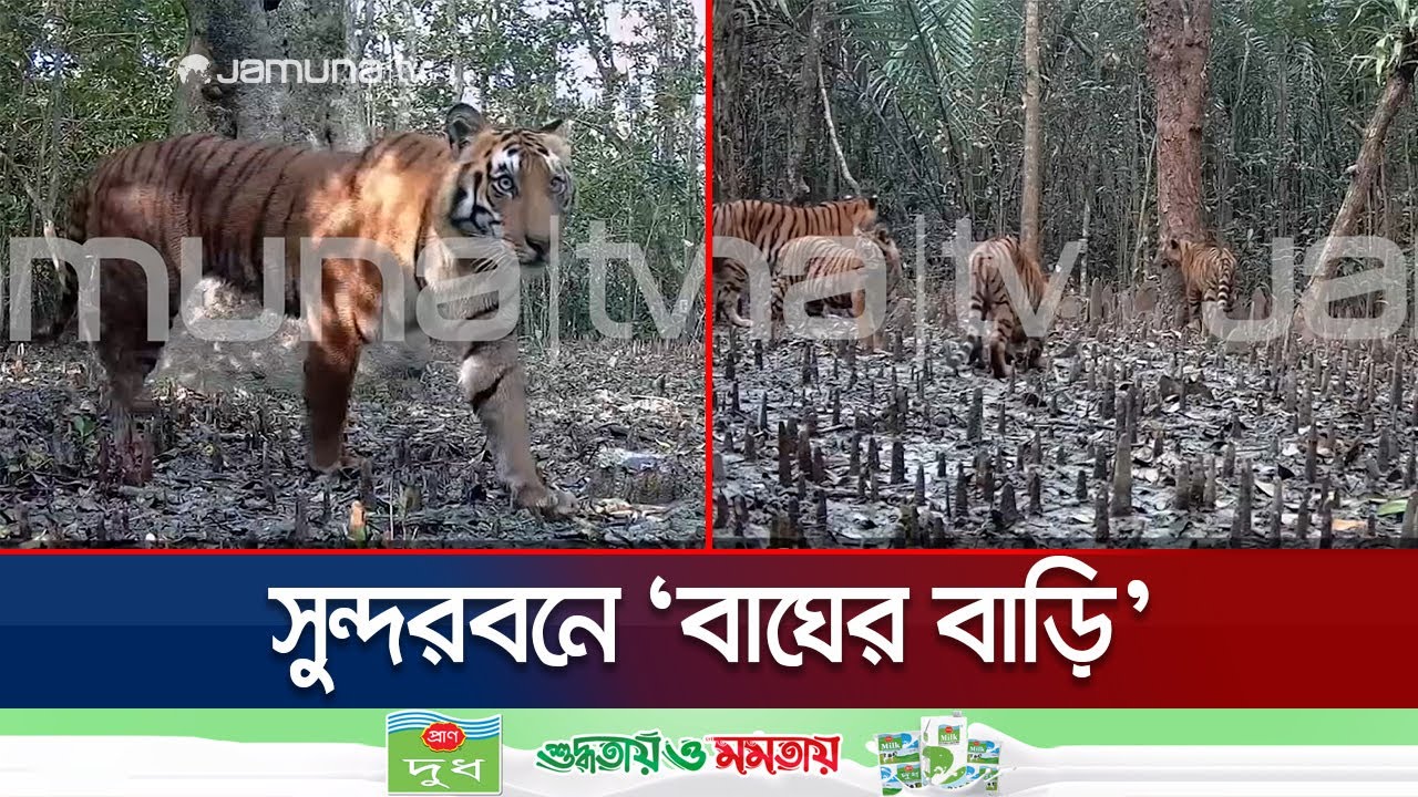 সুন্দরবনে রয়েছে 'বাঘের বাড়ি', ক্যামেরায় যা ধরা পড়ে | Khulna Tiger Day | Sundarban | Jamuna TV
