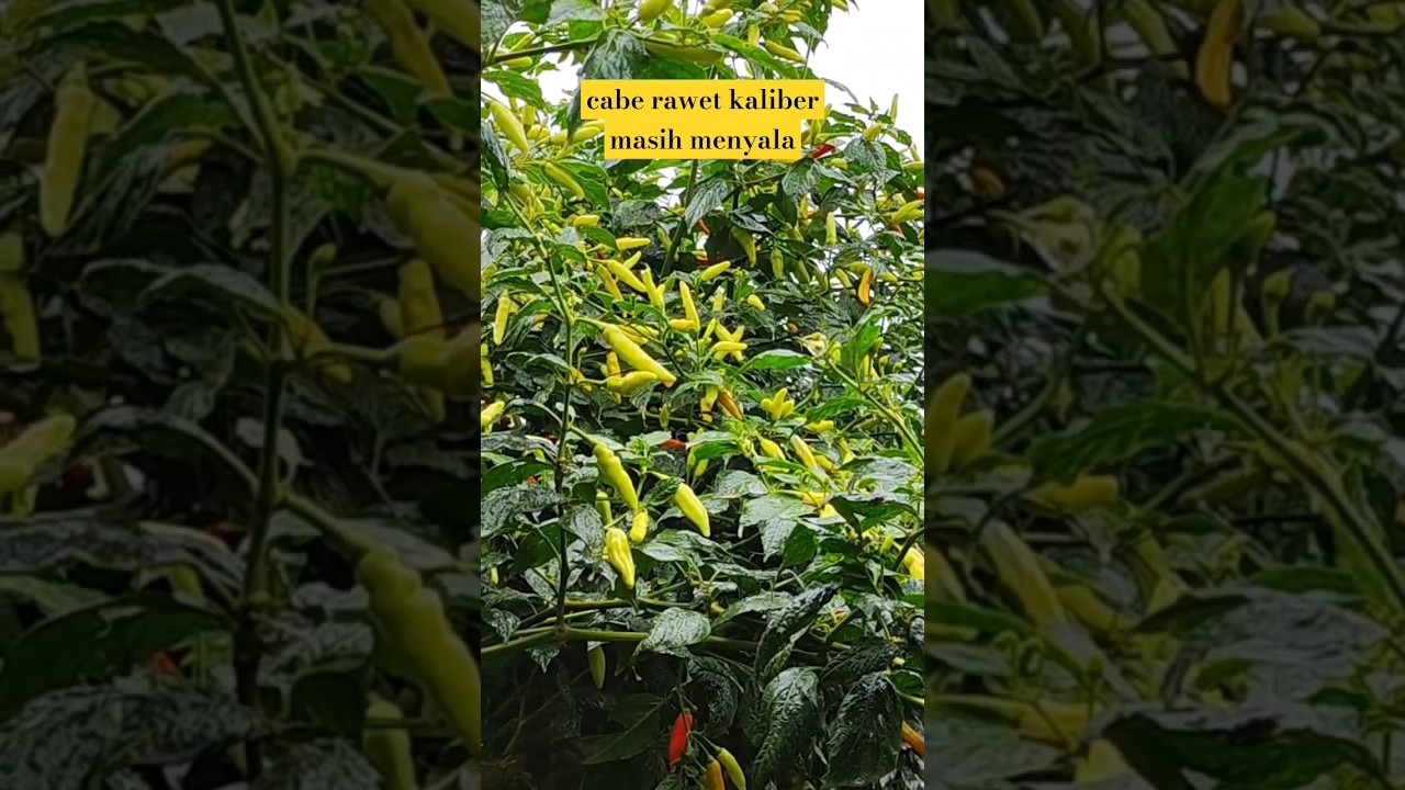 cabe rawit kaliber masih menyala!