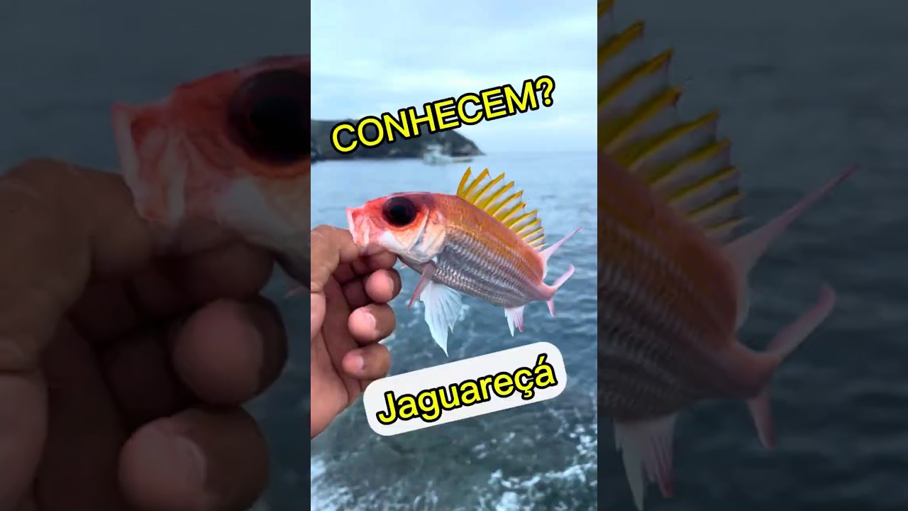 PEIXE OLHO de FOGO - (JAGUAREÇÁ). 