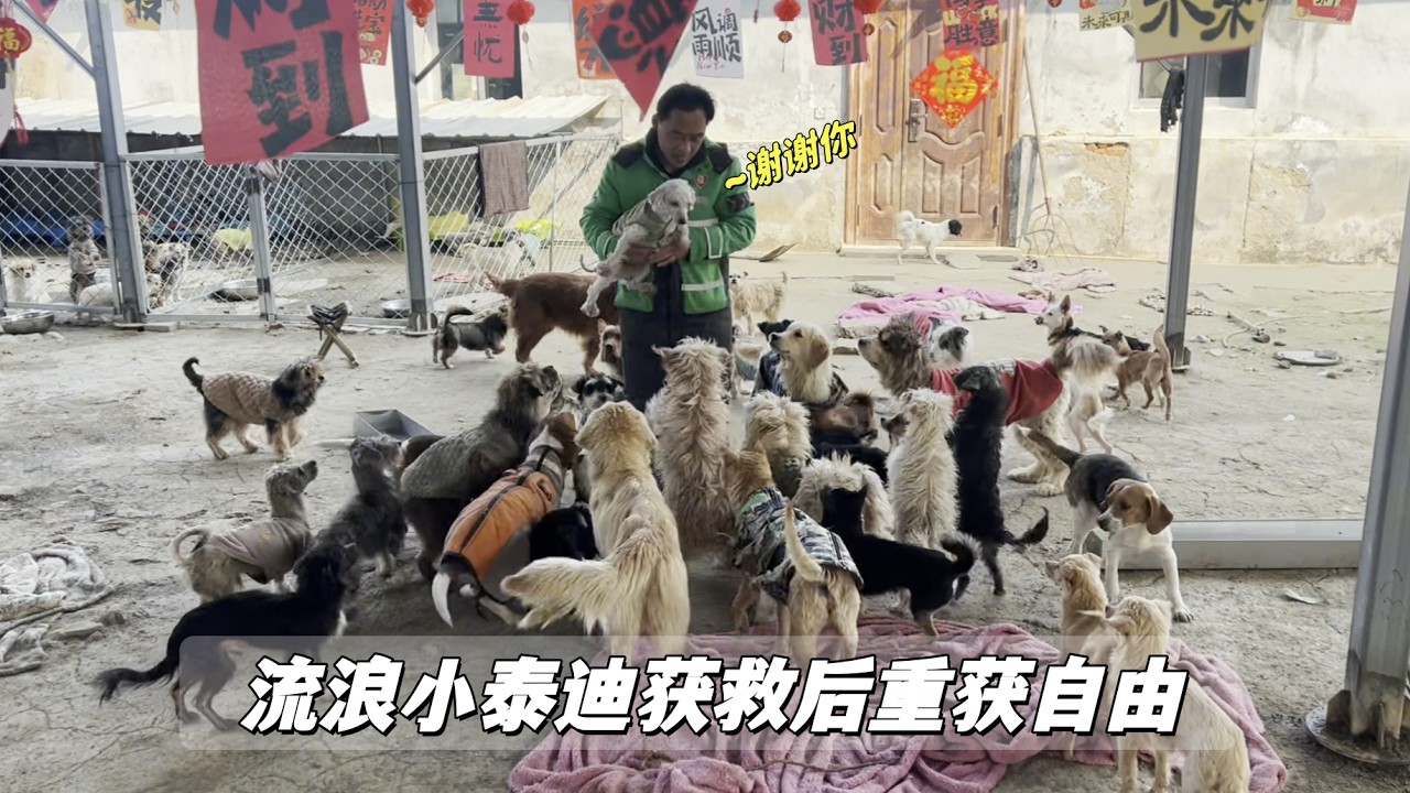 元宵節獨自在外流浪的小泰迪，獲救7天後隔離結束，終於重獲自由