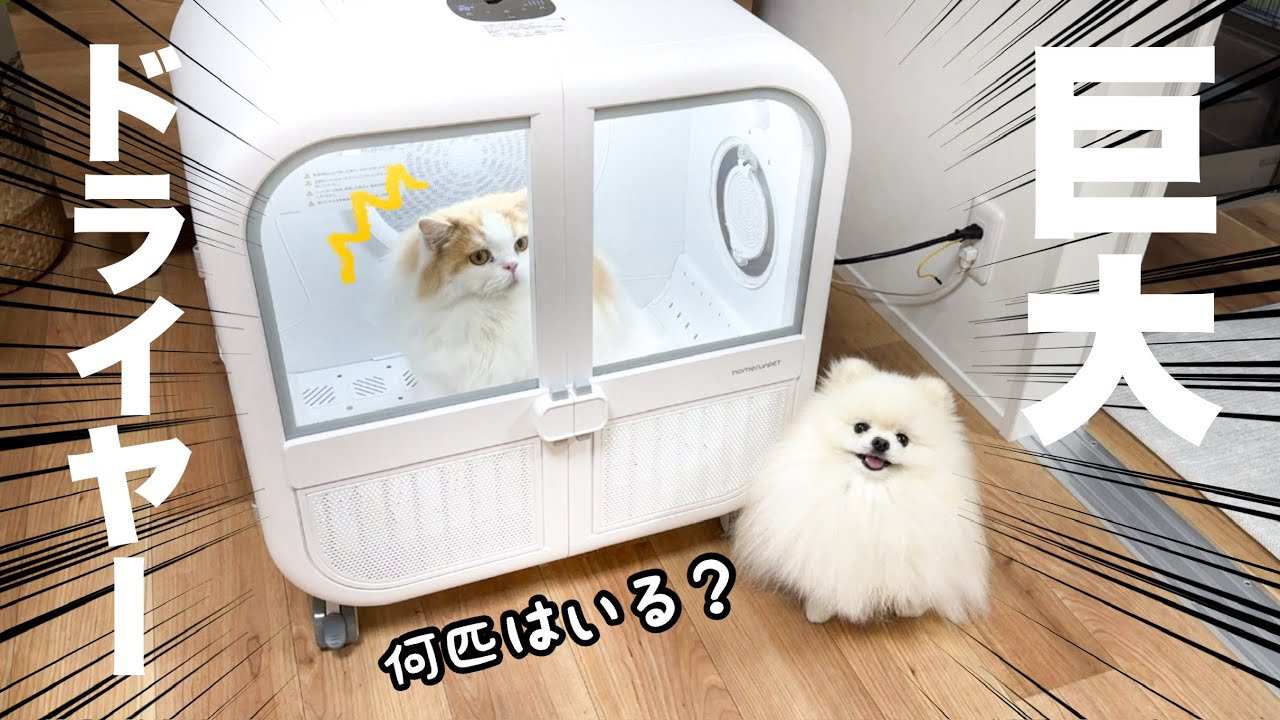 最新のペットドライヤーが巨大ハイテク化してて凄すぎました！