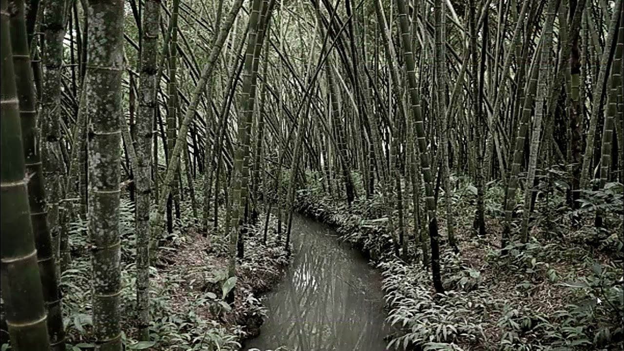 El surgimiento de Puerto Tejada