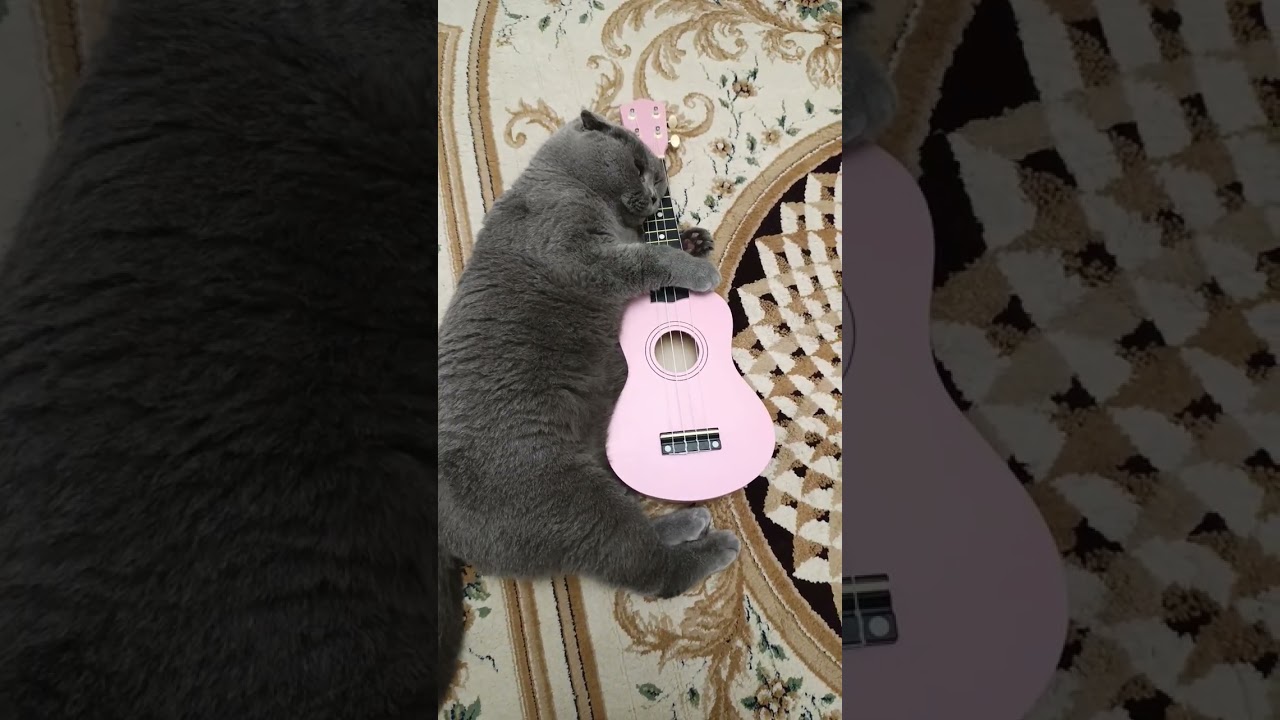 Счастье есть 😻#веселыекоты #мартин