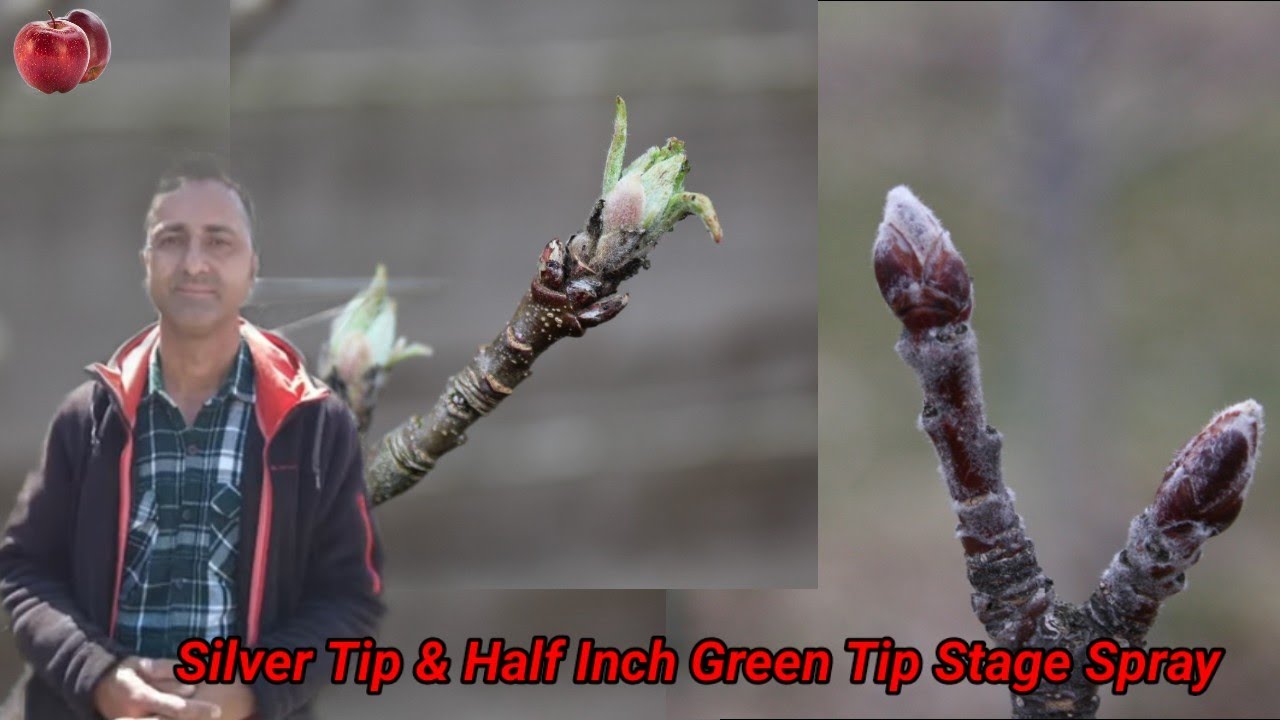 Silver Tip, Green Tip & Half Inch Green Tip Spray|| Sulphur & HMO||