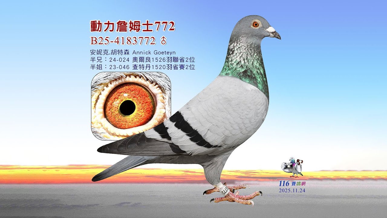 【安妮克 胡特森】B25-4183772