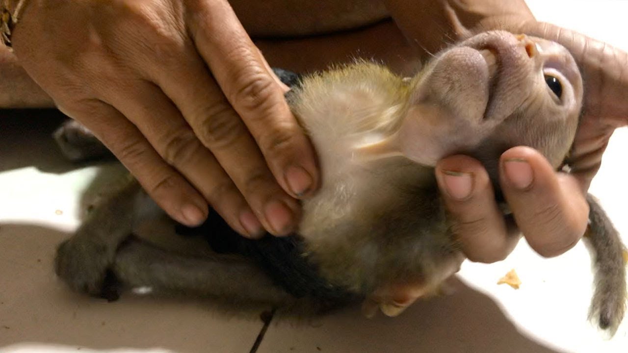 OMG Baby Monkey Alex i don't Know alex What Happened ???