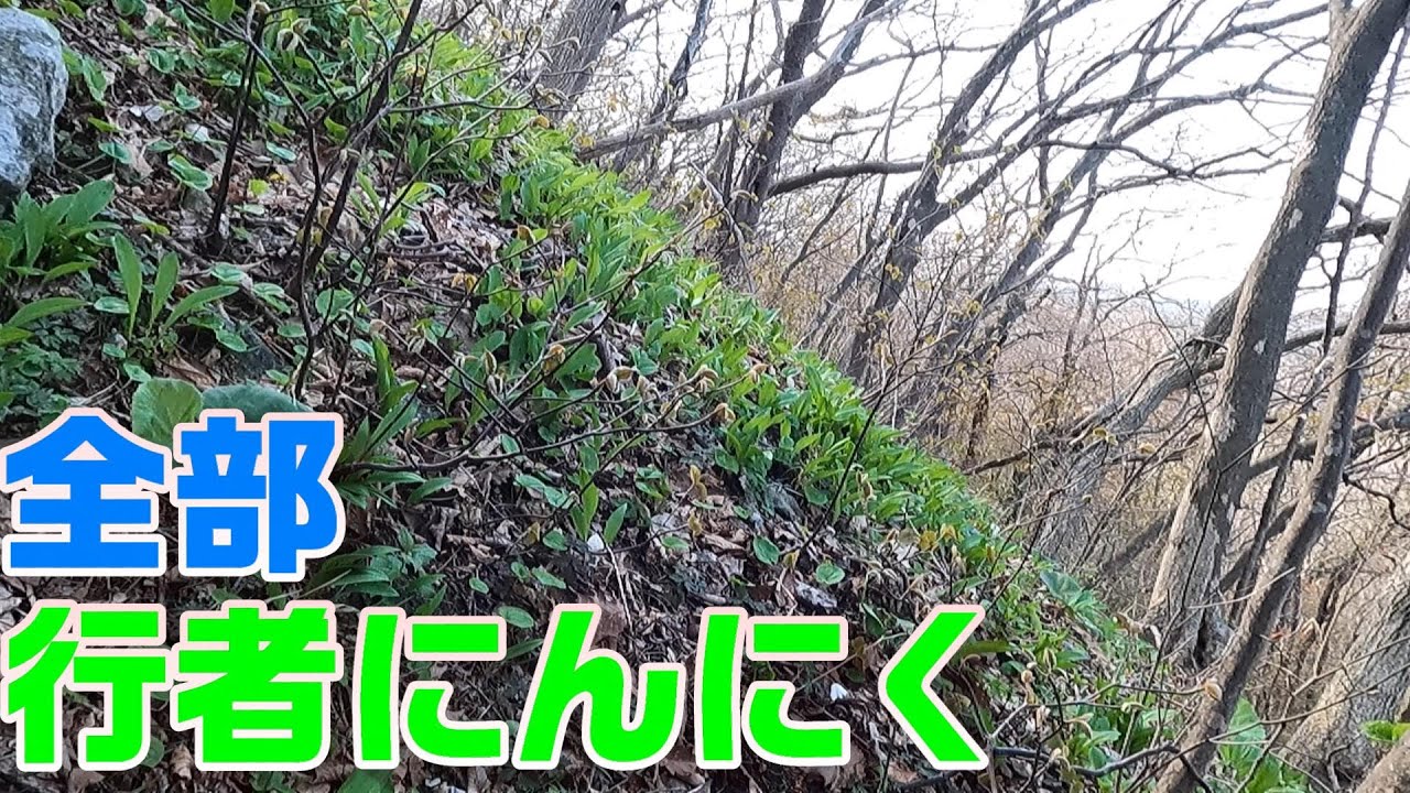 【山菜採り】新規開拓！行者にんにくだらけの山発見！