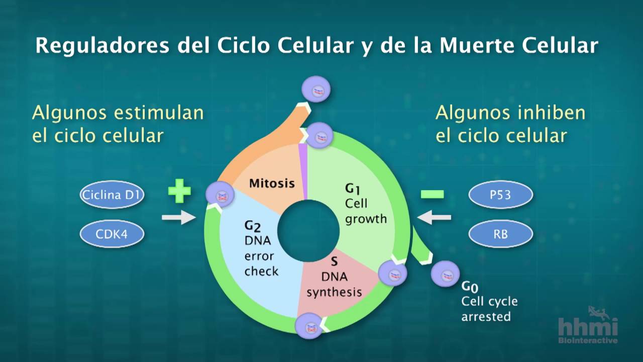 El Cáncer Como Enfermedad Genética  | HHMI BioInteractive Video