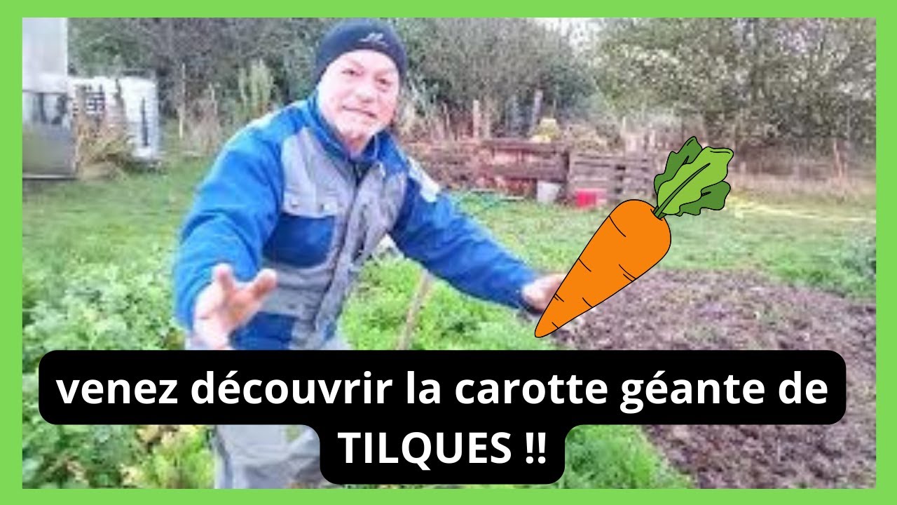 Venez  découvrir mes carottes géantes de TILQUES