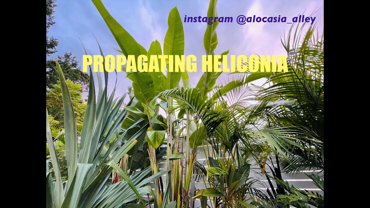 Heliconia propagation from garden.
