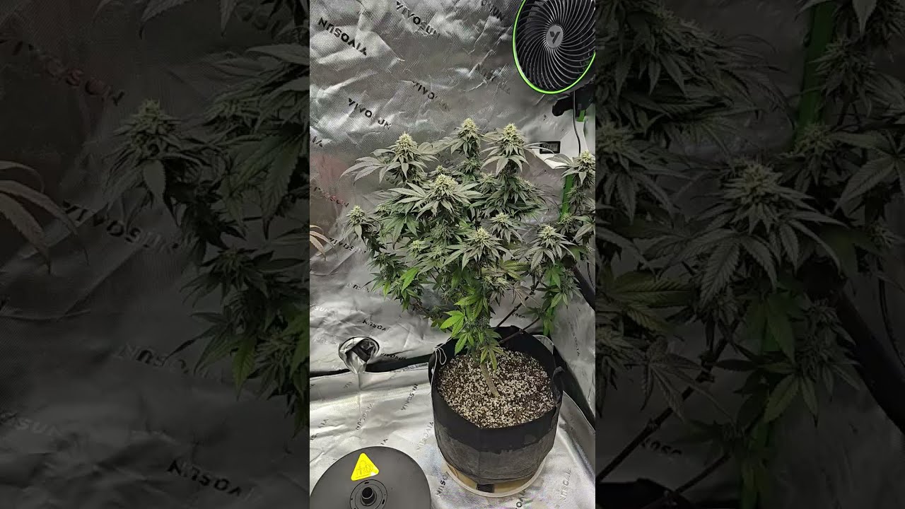 Viparspectra xs1500 pro! x4 in a 4x4 grow tent. Daisy chain 2025.