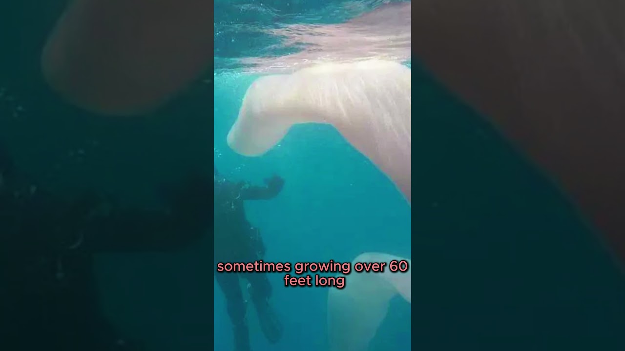 Pyrosomes: The Bizarre “Fire Bodies” of the Ocean