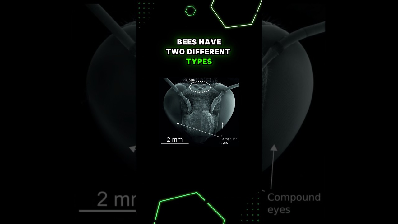 How Bees See the World