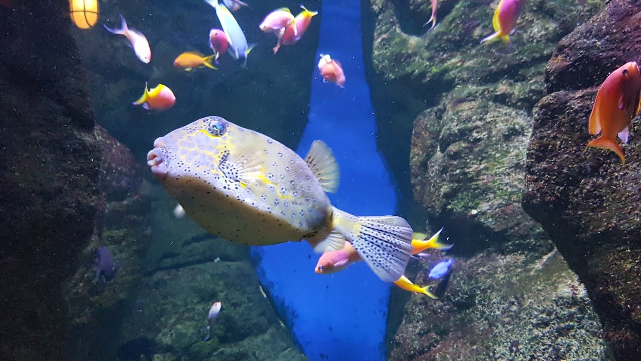 Aquarium Pairi Daiza Belge