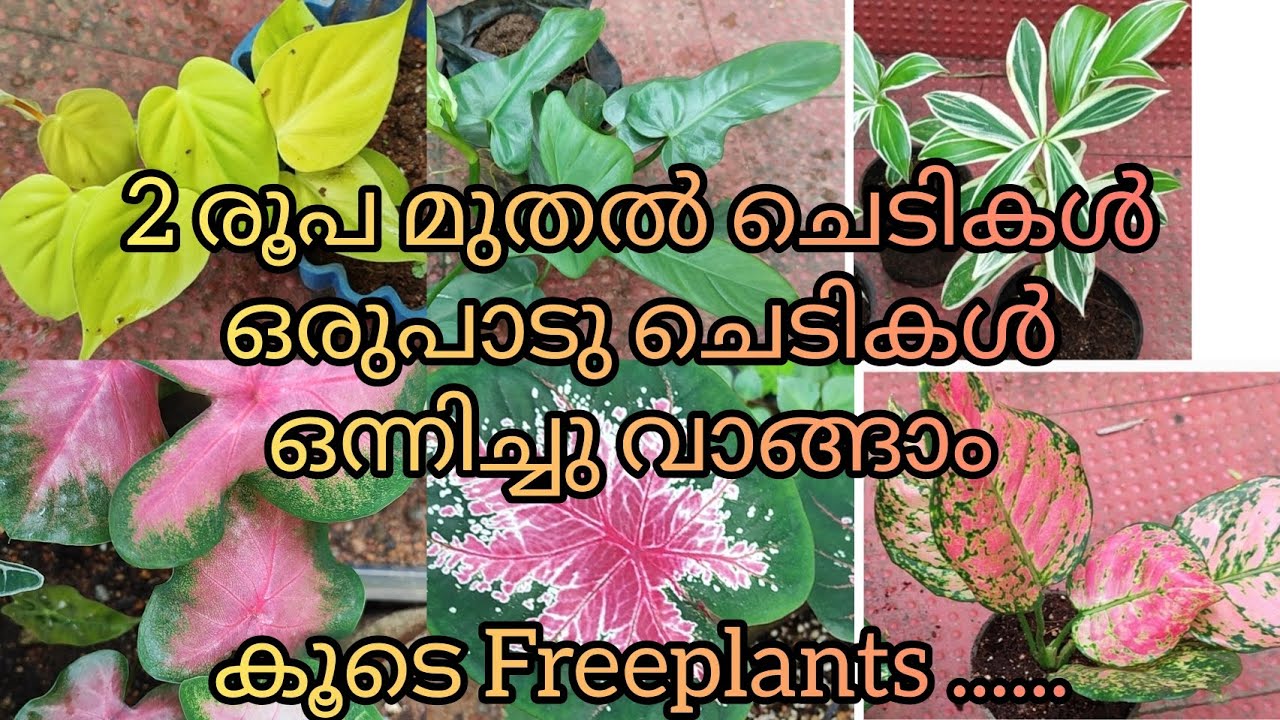Low rate plants sale video //cool plants starting from rs2 //free plants ph9446493216
