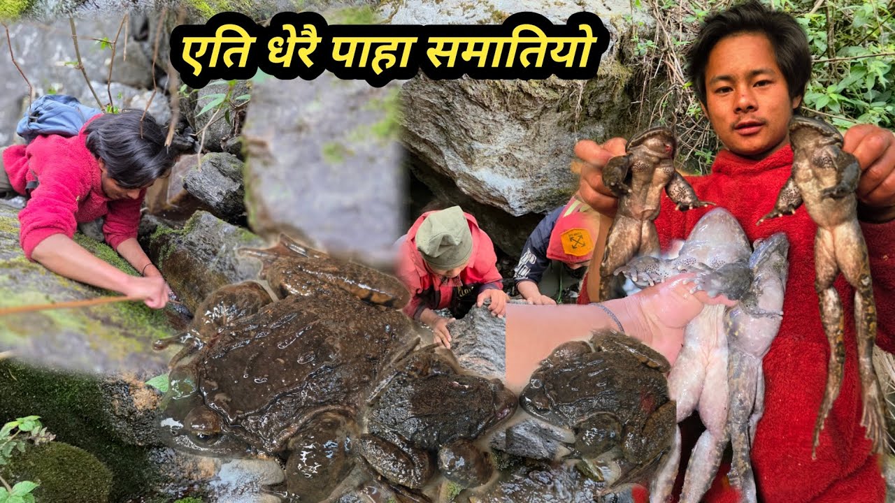 एति धेरै पाहा समातियो कुर मा भाको पाहा एसरी झिकिन्छ लेखाली महन पाहा खोज्ने तरिका #villagelifestyle 