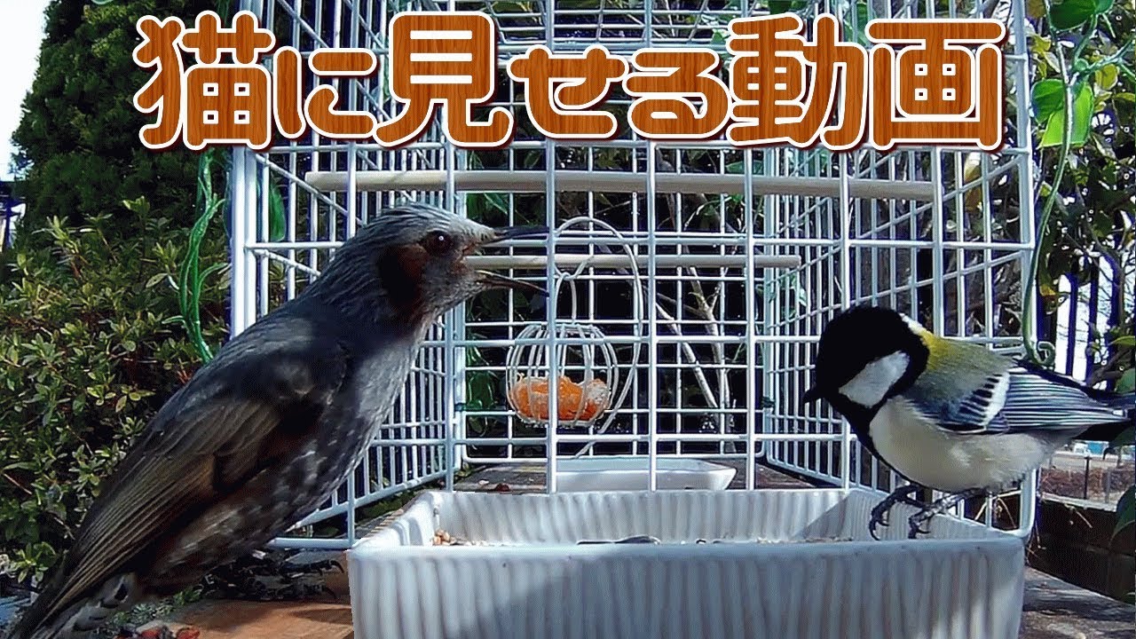 【猫が夢中になる猫用動画】庭にやって来るシジュウカラとヒヨドリ