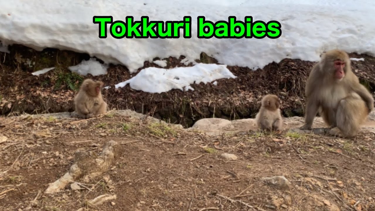 【SNOW MONKEYS 】 305 ( Tokkuri family) jigokudani onsen korakukan monkey park 地獄谷　温泉　後楽館　野猿公苑　雪猿　イノシシ