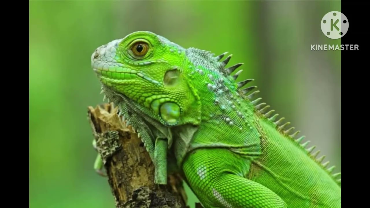 Iguana sound effect